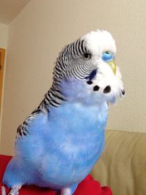 willi.jpg